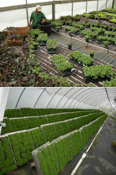 green wall panels